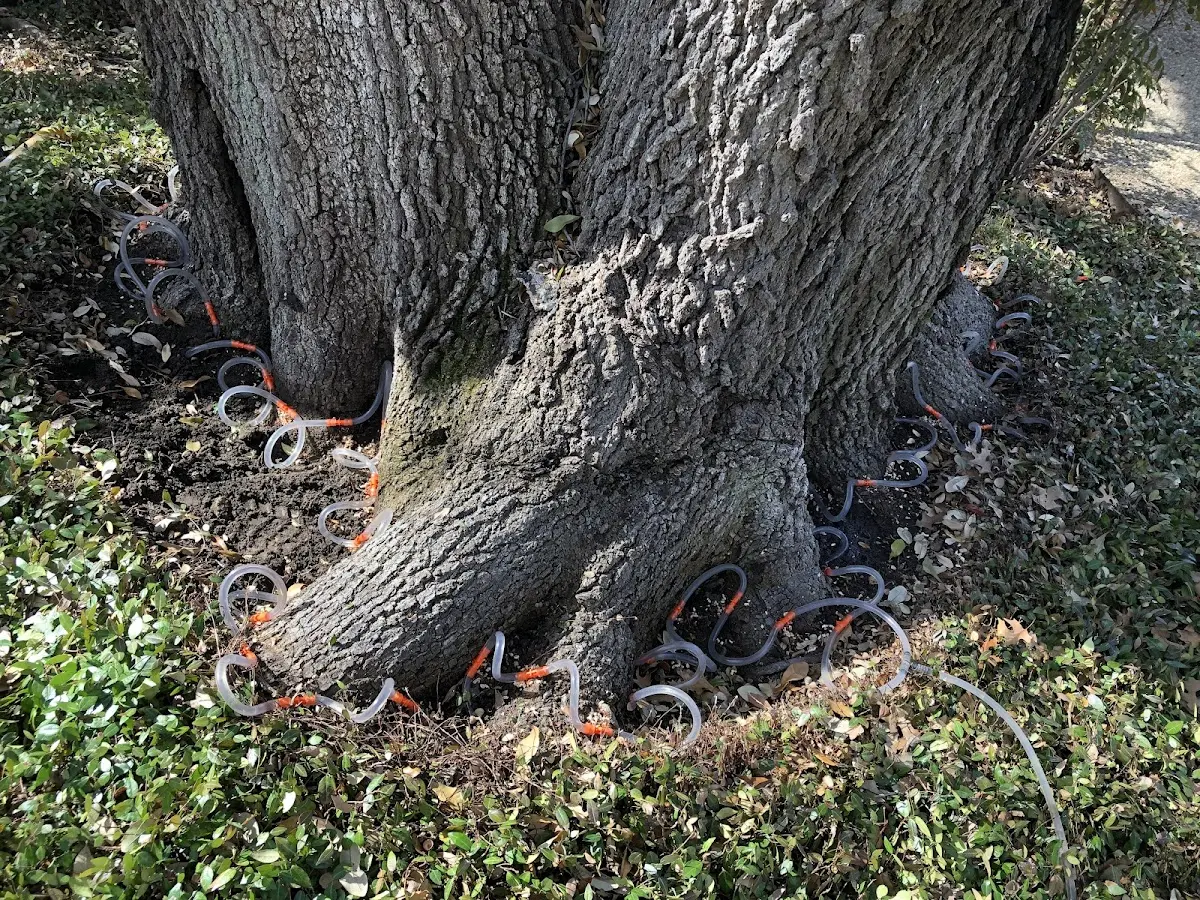 Detailed Tree Cabling and Bracing job site in Van Etten