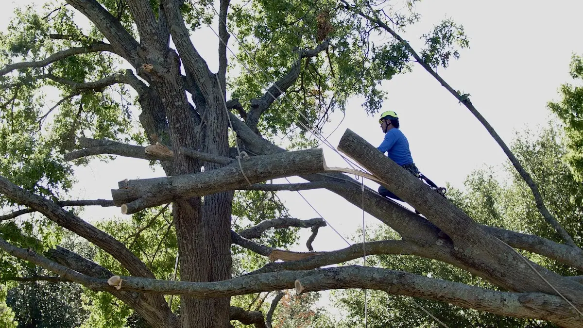Professional Crown Thinning performed by certified arborists in Van Etten