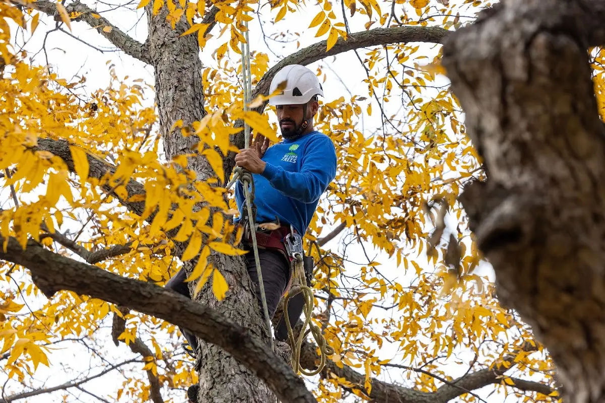Skilled Tree Trimming crew working in Van Etten